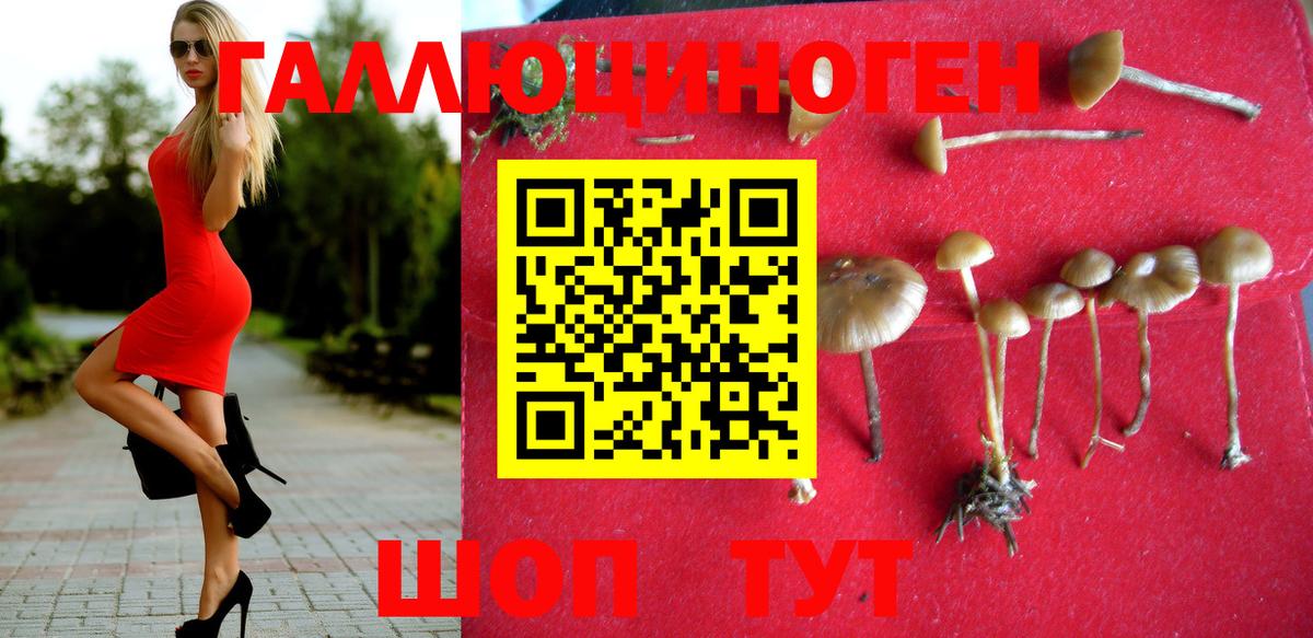 Псилоцибиновые грибы Psilocybe Тамбов